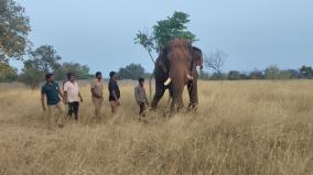 chinnathambi-kumki-elephant-to-chase-lone-elephant