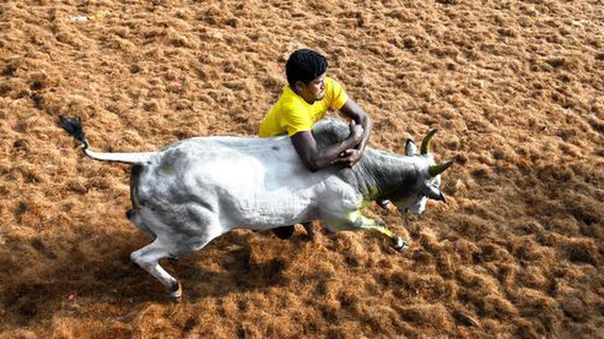 மதுரை-கீழக்கரை-மைதானத்தில்-2-நாள்-ஜல்லிக்கட்டு-இன்று-தொடக்கம்:-1,000-காளைகளை-களமிறக்க-முடிவு