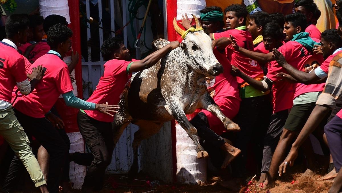 எப்படி-இருந்தது-மதுரை-கீழக்கரை-அரங்கில்-நடந்த-ஜல்லிக்கட்டு?---ஓர்-ஆடுகளப்-பார்வை