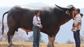 this-3-year-old-tall-buffalo-from-thailand-is-the-tallest-in-the-world