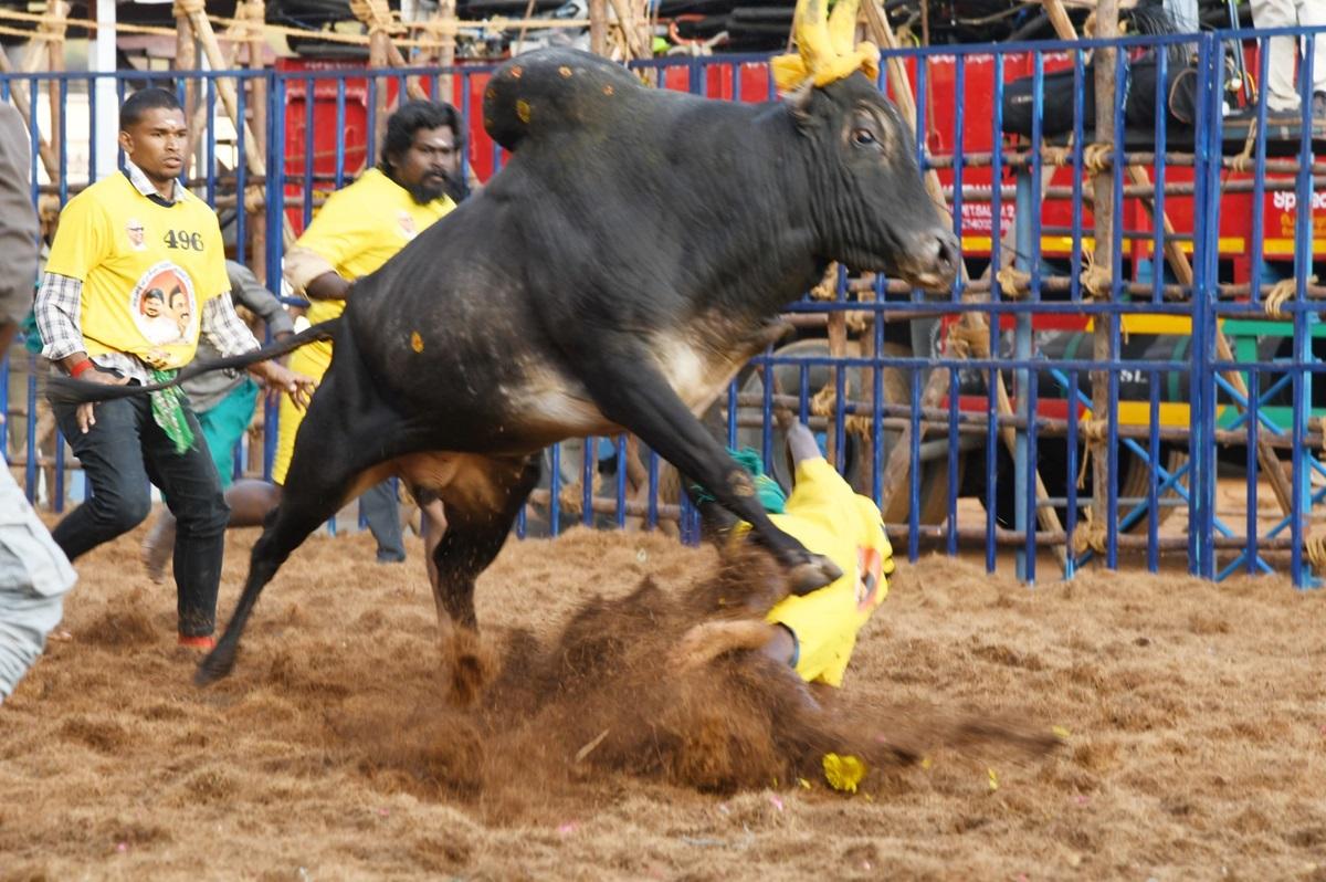 மதுரை-கலைஞர்-நூற்றாண்டு-அரங்கில்-2-வது-நாளாக-களைகட்டிய-ஜல்லிக்கட்டு-போட்டி