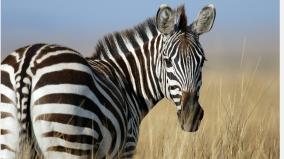 zebras-can-also-bark