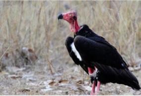 some-of-the-great-bird-species-that-mate-for-life