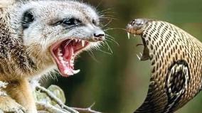 tinku-explains-about-snake-venom-does-not-kill-mongoose