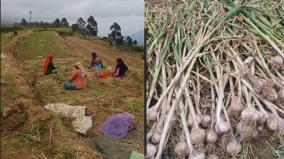 poombarai-hill-garlic-special