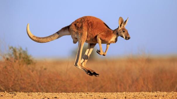 Why do kangaroos stomp their feet?