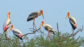 birds-visits-samanatham-kanmai-in-madurai