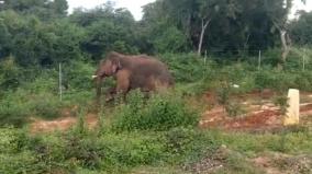 3-devotees-killed-in-elephant-attack-while-going-into-forest-for-maha-shivaratri