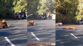 leopard-fainted-after-being-hit-by-bike-while-crossing-road-in-kudalur