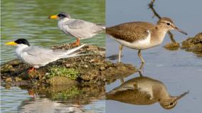 great-backyard-bird-count-in-tamil-nadu-and-erode-first-place