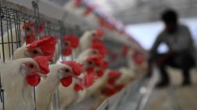 markets-in-mp-closed-for-21-days-due-to-bird-flu