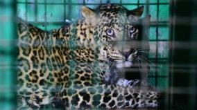 forest-deparment-nabs-leopard-that-was-hunting-goats-in-kovai