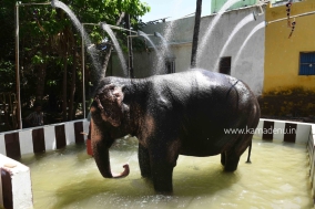 new-shower-has-been-installed-for-elephant-in-trichy
