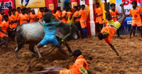 alanganallur-jallikattu-photo-gallery