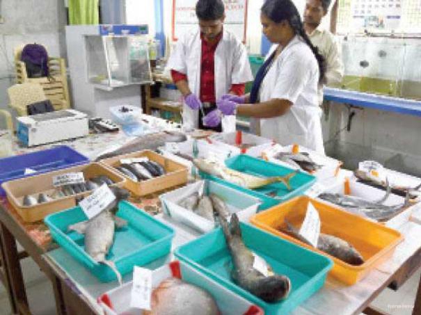 504835-formalin-fishes-causes-cancer