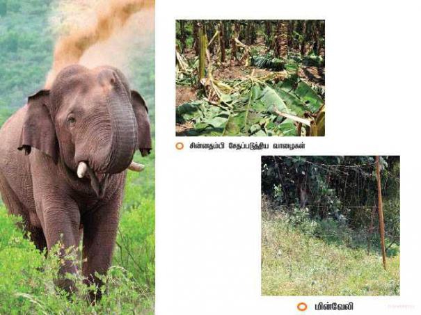 505227-chinnathambi-elephant