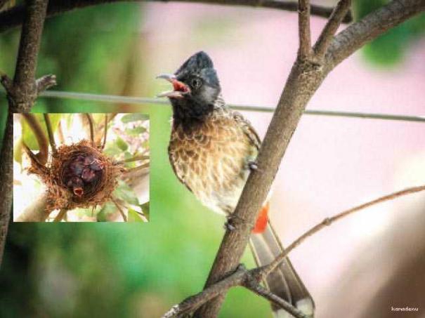 505487-red-vented-bulbul