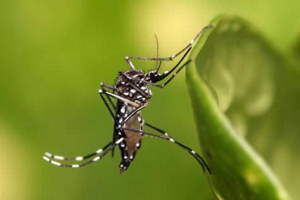 515546-headlines-about-dengue