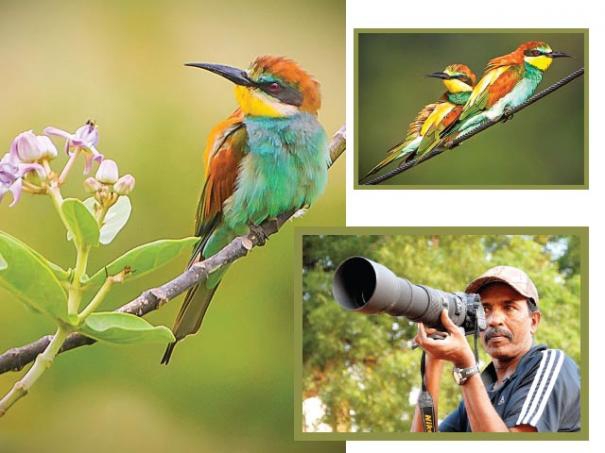 536370-european-bee-eater