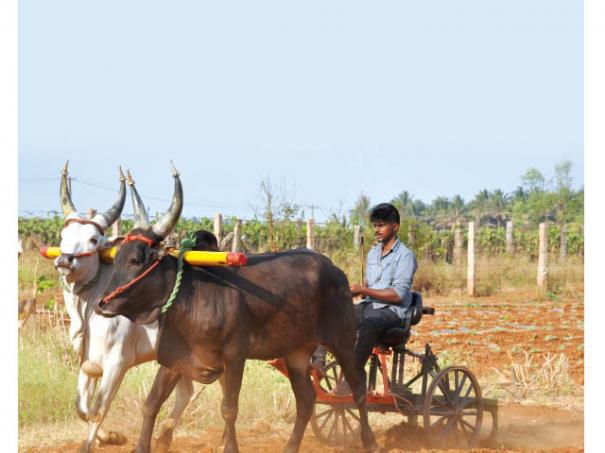 541804-farmer-sasikumar