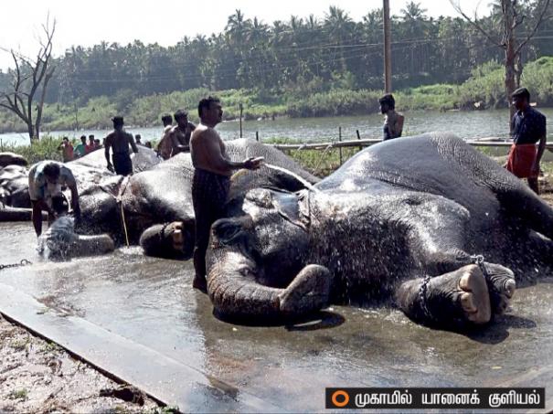 638790-elephant-cruelty