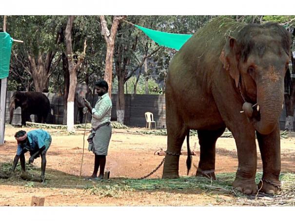 644921-elephant-jayamalyatha