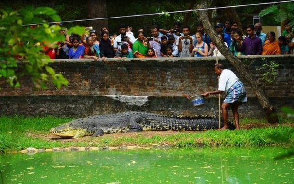 1000-crocodiles-shifted-to-gujarat-from-chennai