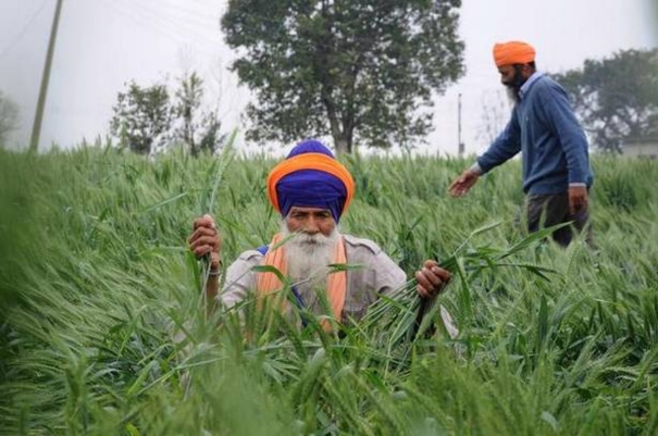 punjab-big-farmers-fear-of-land-loss