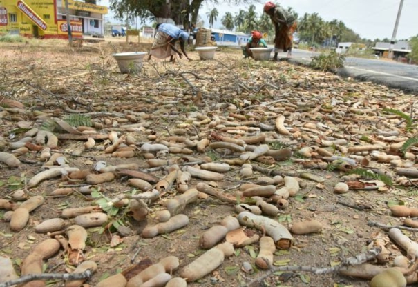 tamarind-market-starts-at-dindigul