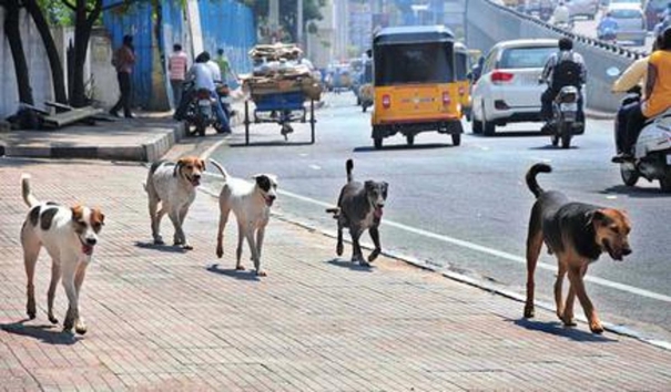 supreme-court-bans-feeding-street-dogs