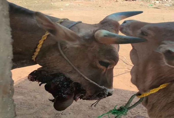 cow-badly-injured-by-crude-bomb