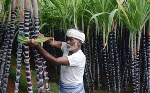 special-incentive-for-sugarcane-growers-tnbudget2022