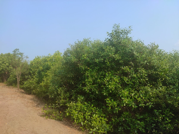 controversy-over-mangrove-breeding