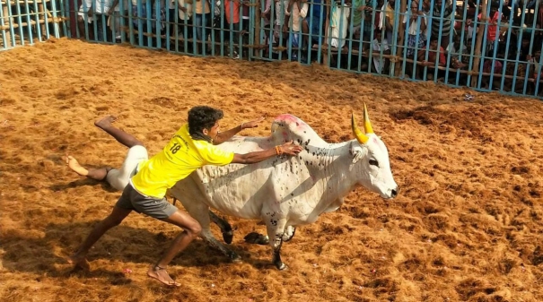 jallikkattu-in-rain-8-people-were-injured