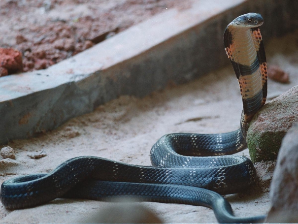 odisha-takes-steps-to-minimise-snakebite-deaths