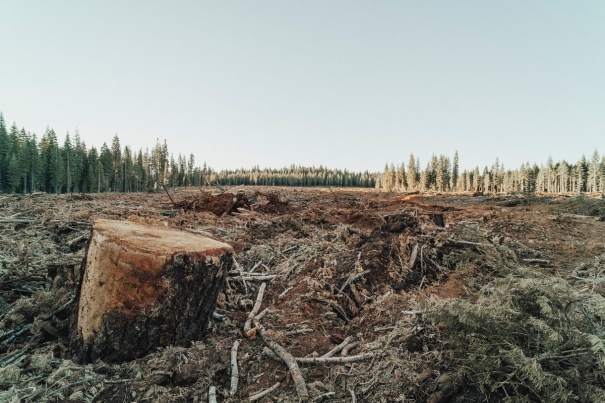 brazils-amazon-deforestation-hits-april-high