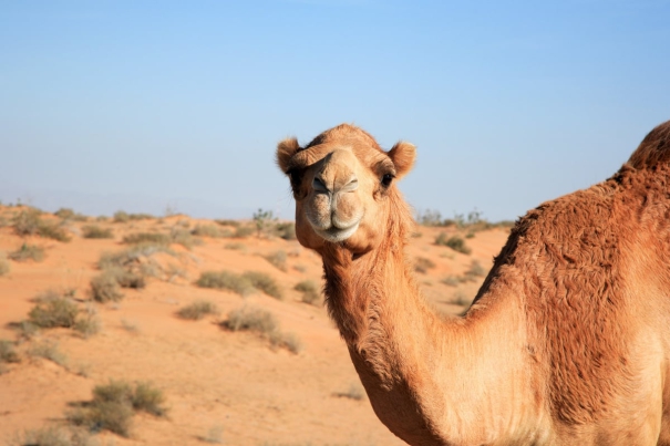 shatabdi-express-stranded-for-2-hours-after-running-over-camel