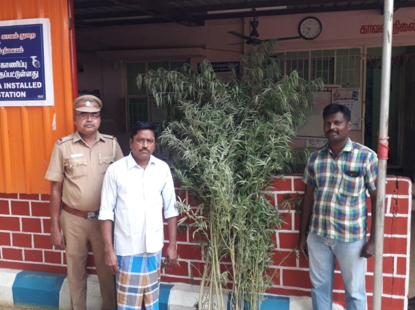 farmer-arrested-for-cultivating-cannabis