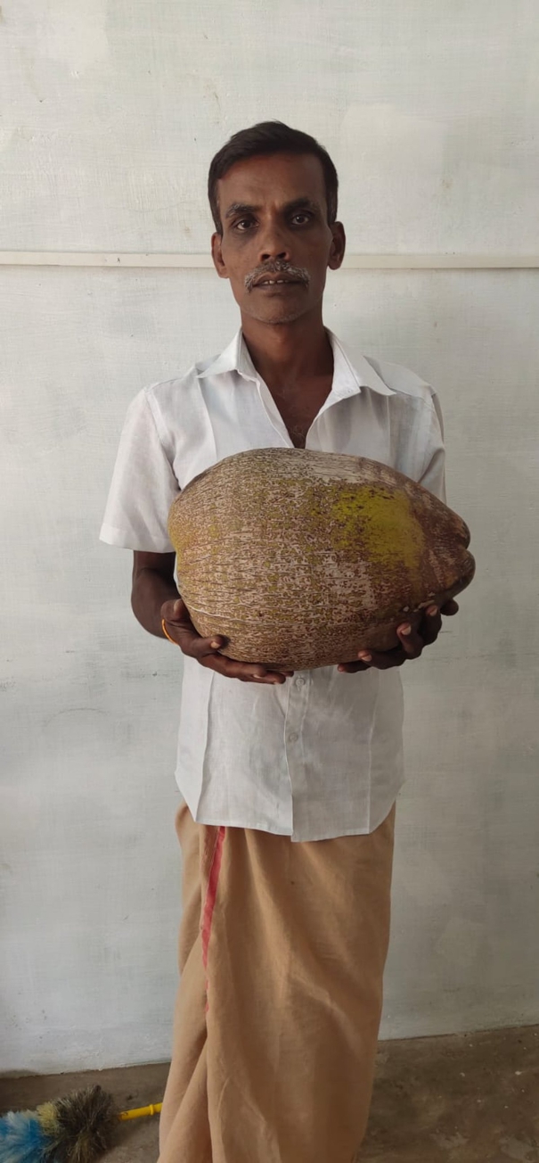 coconut-in-the-size-of-a-jackfruit-you-know-how-much-weight