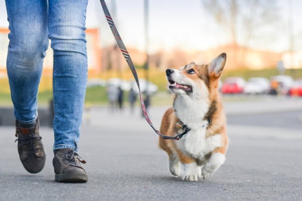 athletes-told-to-leave-so-that-ias-officer-can-walk-with-dog