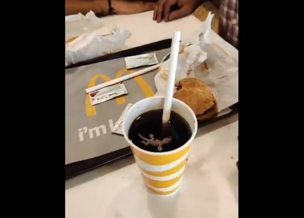 lizard-in-the-soft-drink-provided-by-mcdonalds