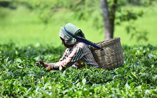 many-countries-send-back-indian-tea-supplies-over-high-pesticide-content