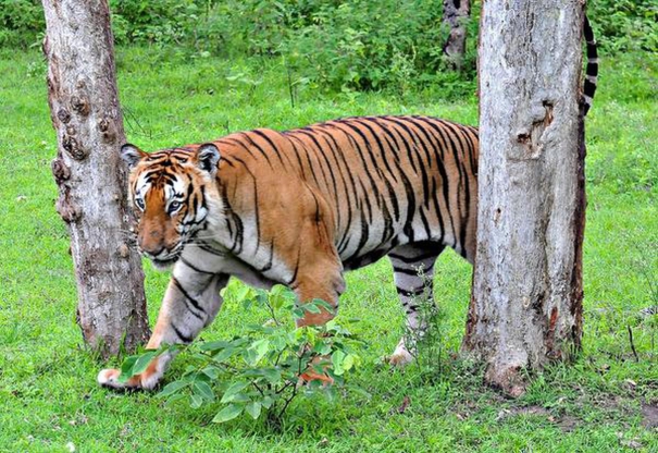 4-held-for-possessing-tiger-hide-claws-in-madhya-pradeshs-mandla