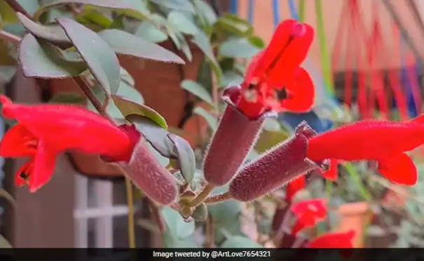 lipstick-plant-rediscovered-in-arunachal-pradesh-after-100-years