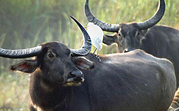 robbers-steal-10-buffaloes-from-ex-mlas-dairy-farm