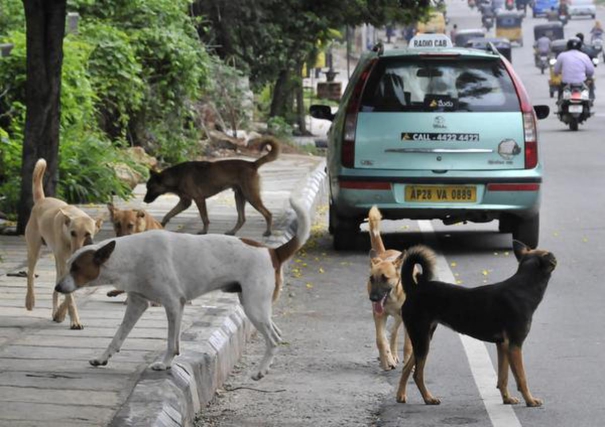 five-year-old-boy-mauled-to-death-by-stray-dogs-in-nagpur-district