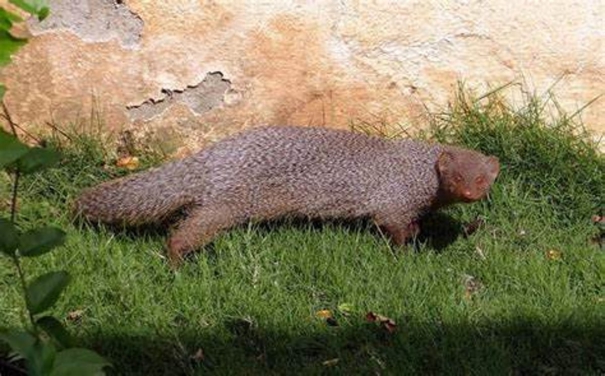 4-caged-mongooses-rescued-from-businessmans-home-in-thane