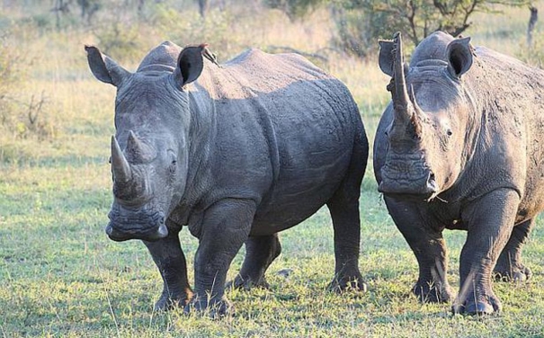 11-black-rhinos-killed-in-2-weeks-in-namibia