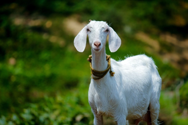 cartilage-from-the-ears-of-goats-can-be-used-to-correct-body-deformities