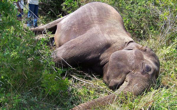 odisha-forms-sit-to-probe-4-elephant-deaths-in-athagarh-forest-division